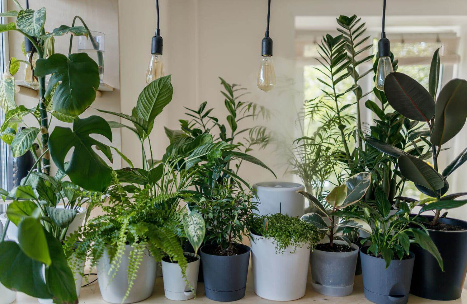 Woonkamerplanten: de 10 beste planten voor de woonkamer
