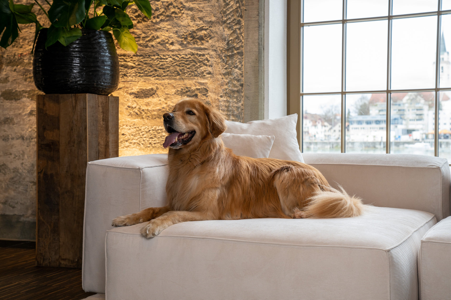 Hoe krijg ik vlooien uit de bank – gids & handleiding