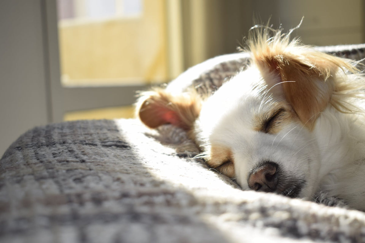 De ideale slaapplaats voor je hond: tips en aanbevelingen