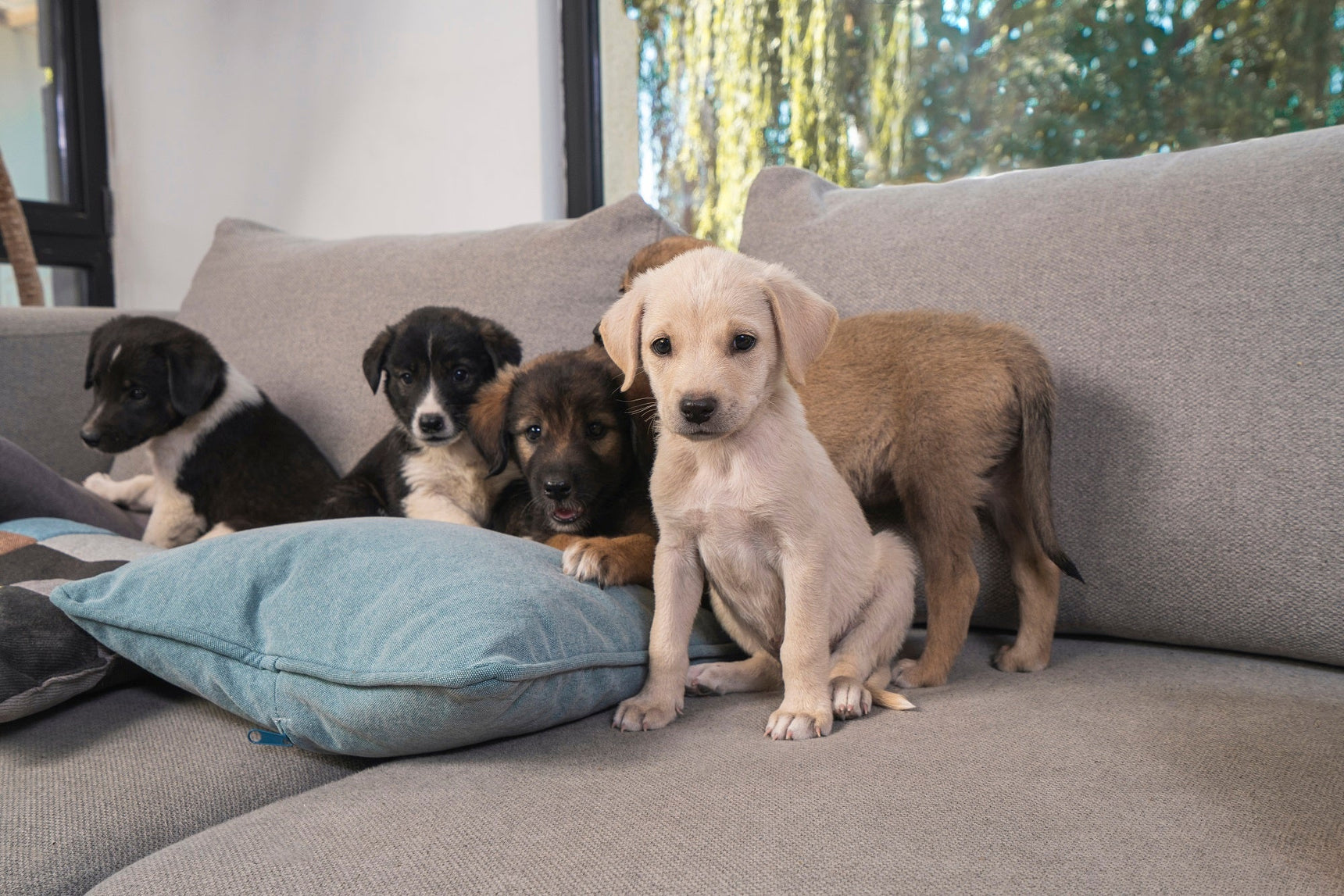 Unangenehme Gerüche aus dem Sofa entfernen: So geht’s - Livom